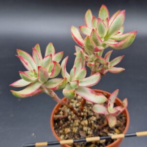 Crassula rubricaulis candy cane