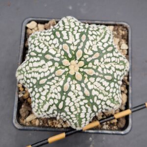 Astrophytum asterias Super Kabuto starshape