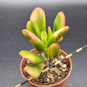 Crassula ovata ‘Hobbit’ variegada