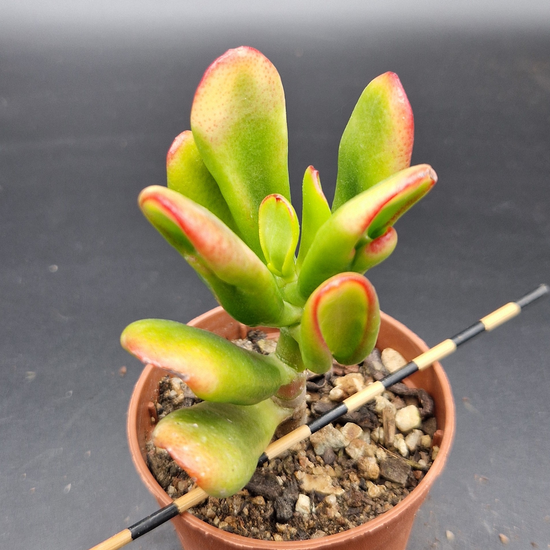 Crassula ovata ‘Hobbit’ variegada Crassula ovata ‘Hobbit’ variegada