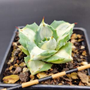 Agave isthmensis ‘Ohi Raijin’