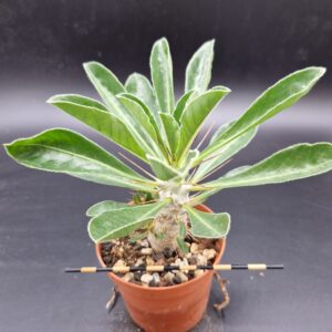Pachypodium saundersii