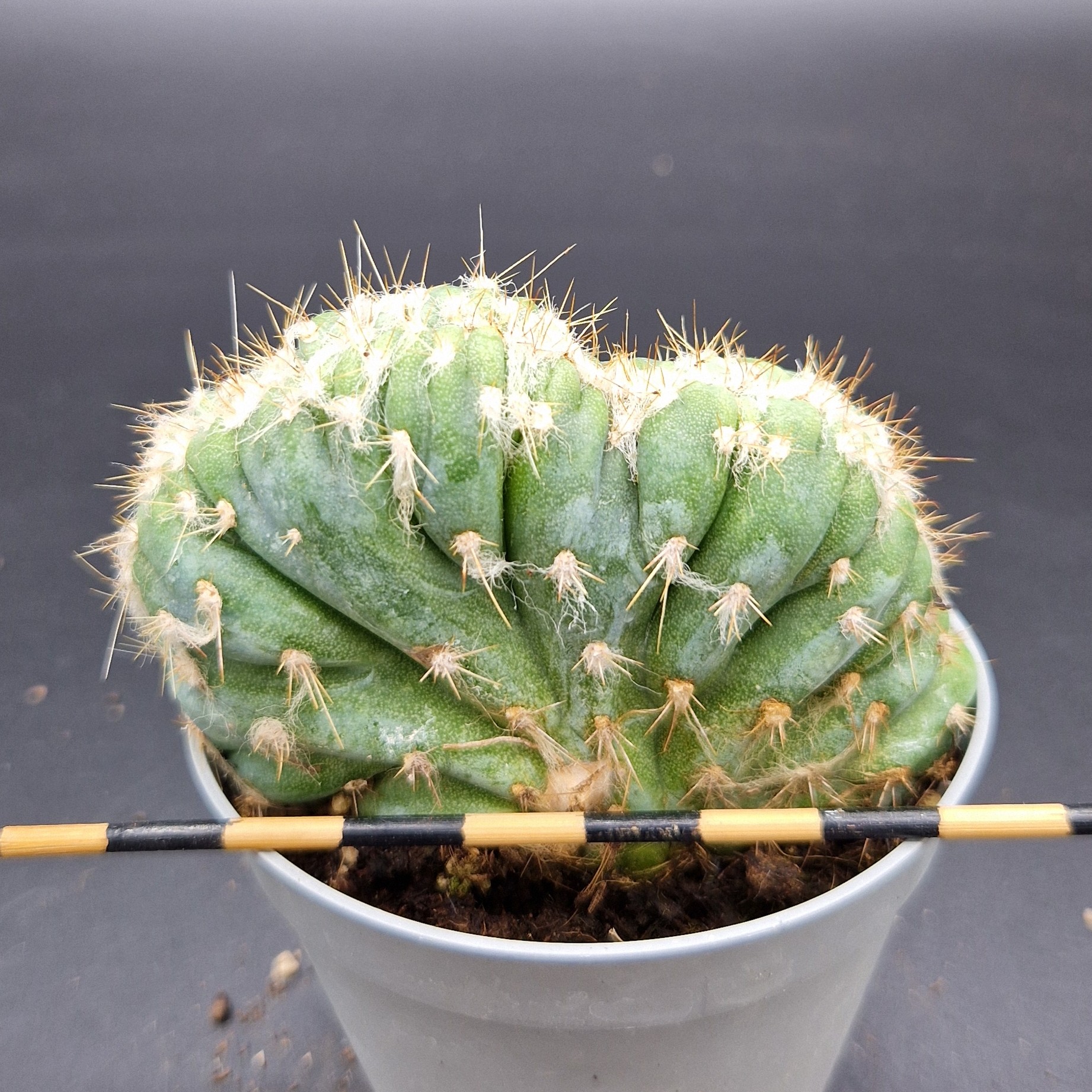 Pilosocereus leucocephalus cristata Pilosocereus leucocephalus cristata