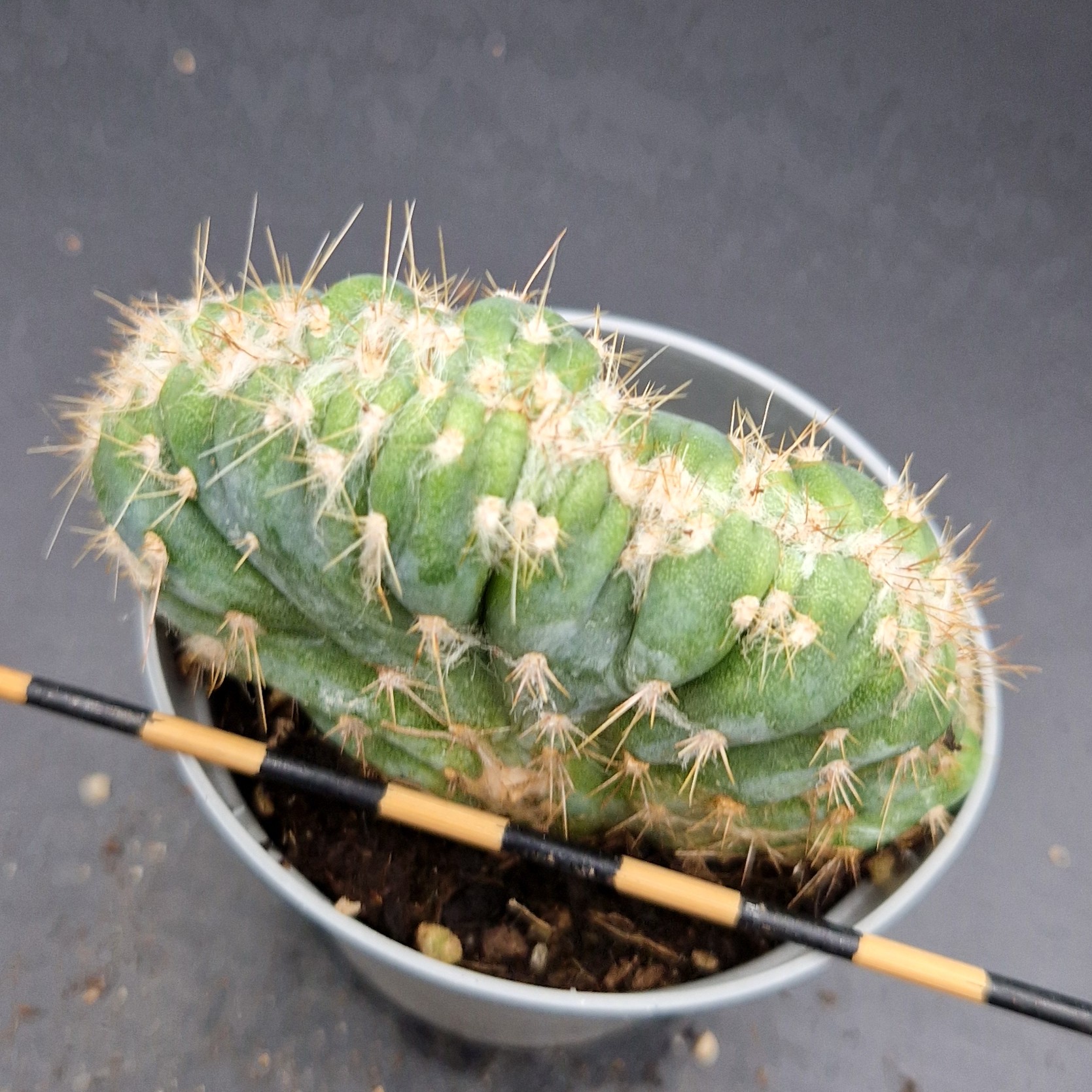 Pilosocereus leucocephalus cristata Pilosocereus leucocephalus cristata