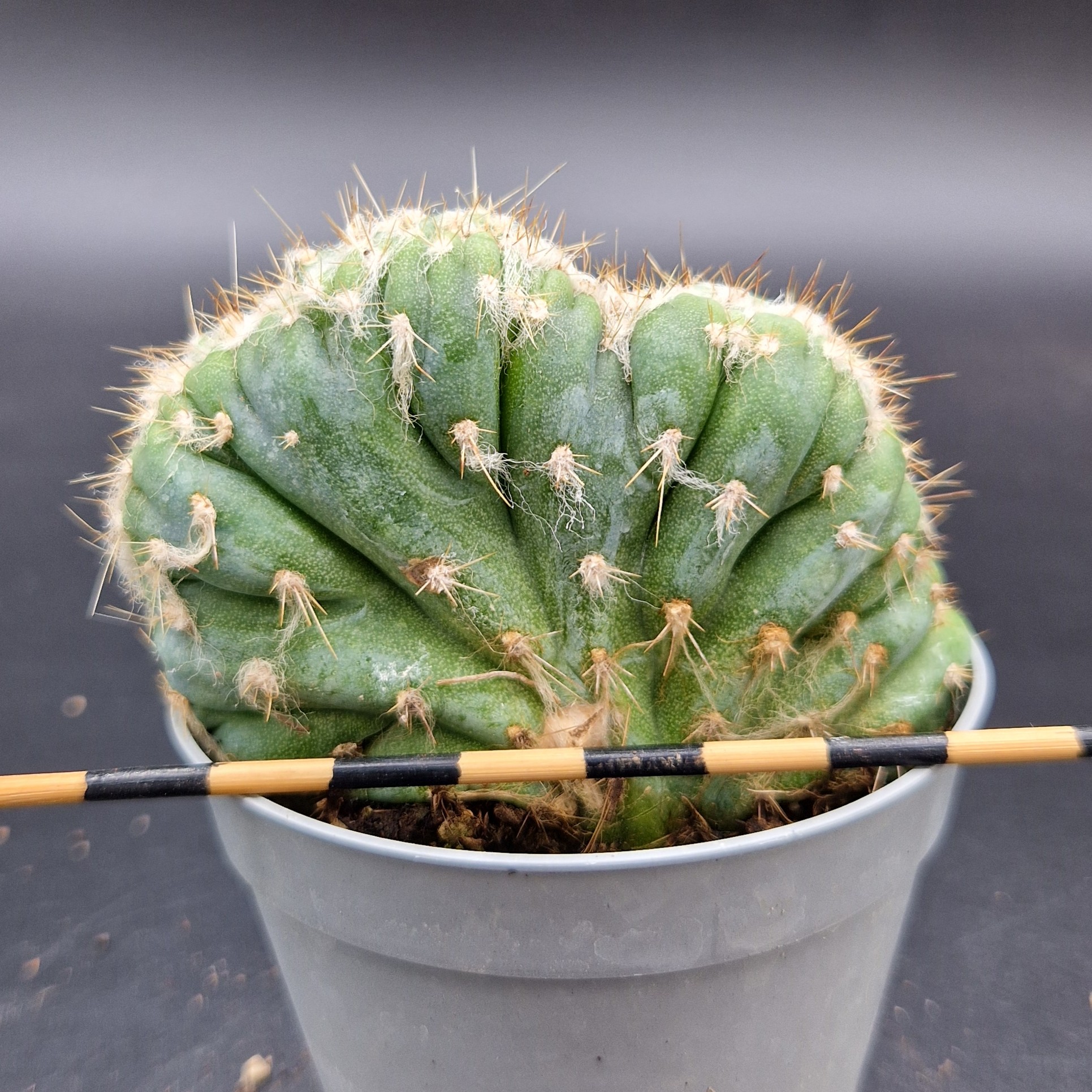 Pilosocereus leucocephalus cristata Pilosocereus leucocephalus cristata