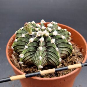 Gymnocalycium friedrichii lb2178