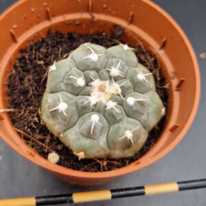 Gymnocalycium prochazkianum