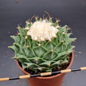 Obregonia denegrii