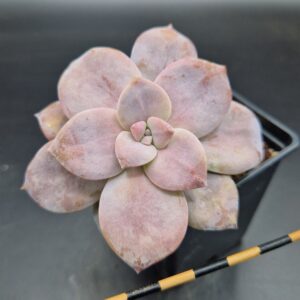 Graptopetalum ‘Superbum’