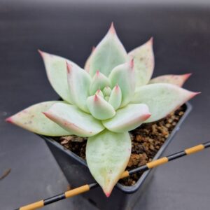 Echeveria colorata tapalpa