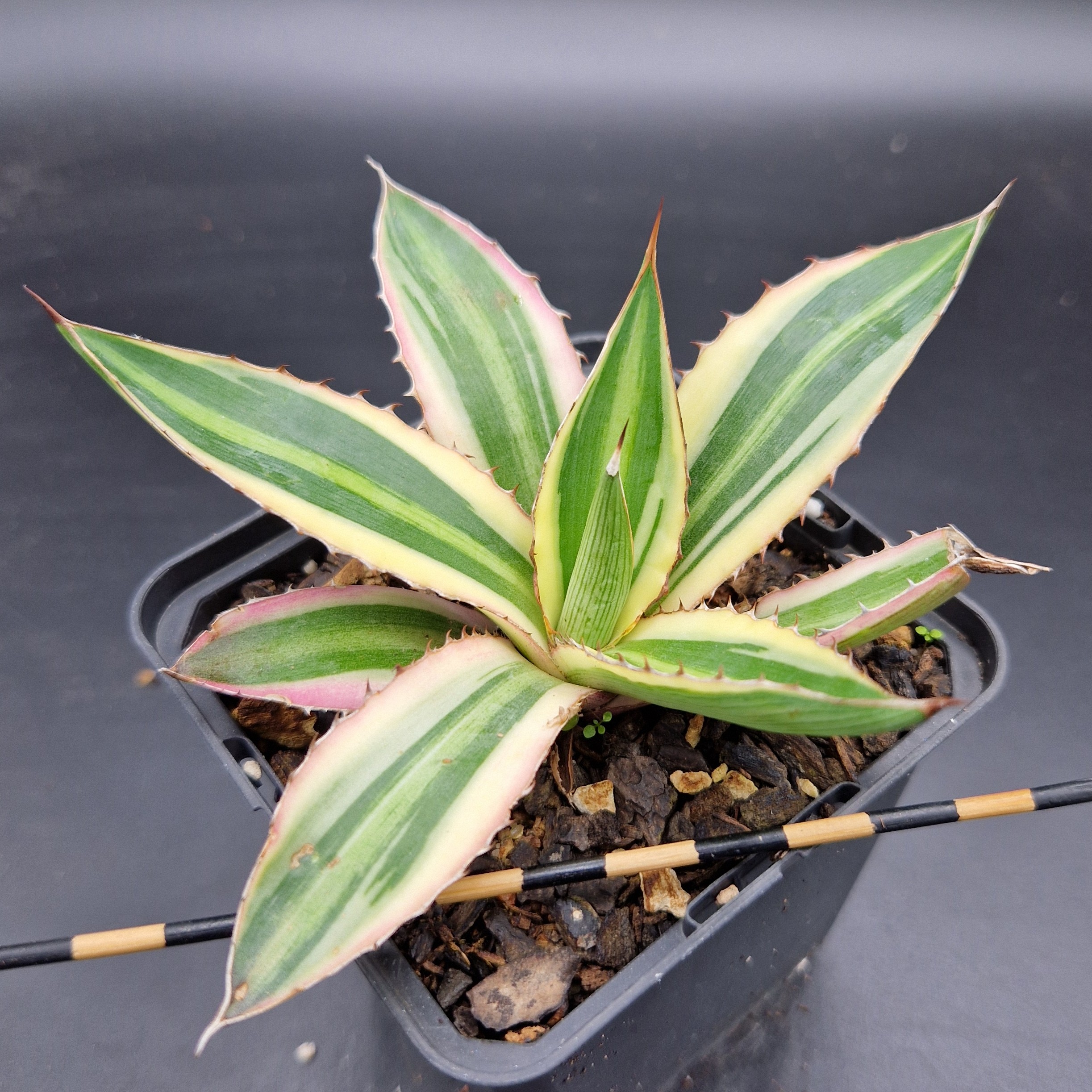 Agave lophanta ‘Quadricolor’ Agave lophanta ‘Quadricolor’