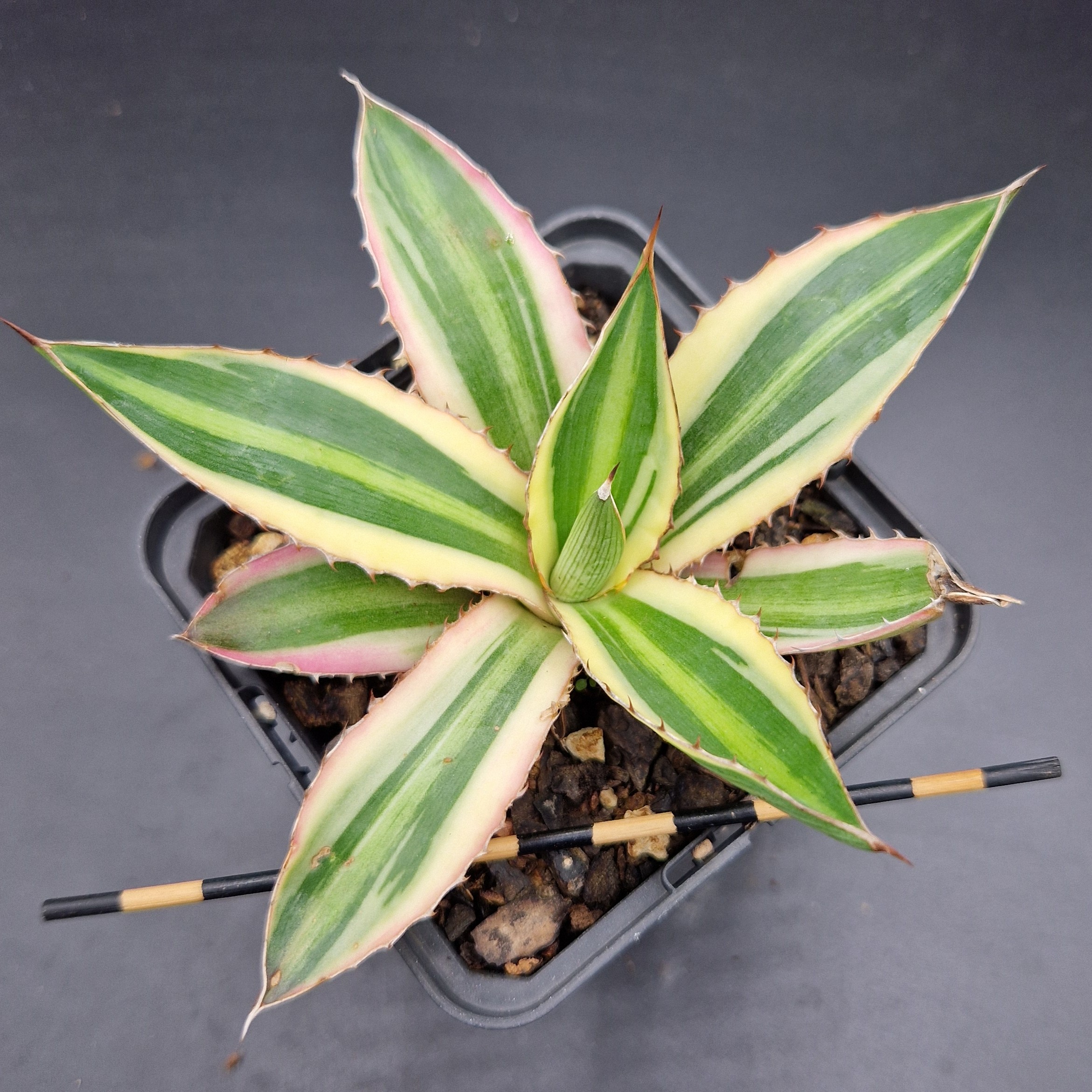 Agave lophanta ‘Quadricolor’ Agave lophanta ‘Quadricolor’