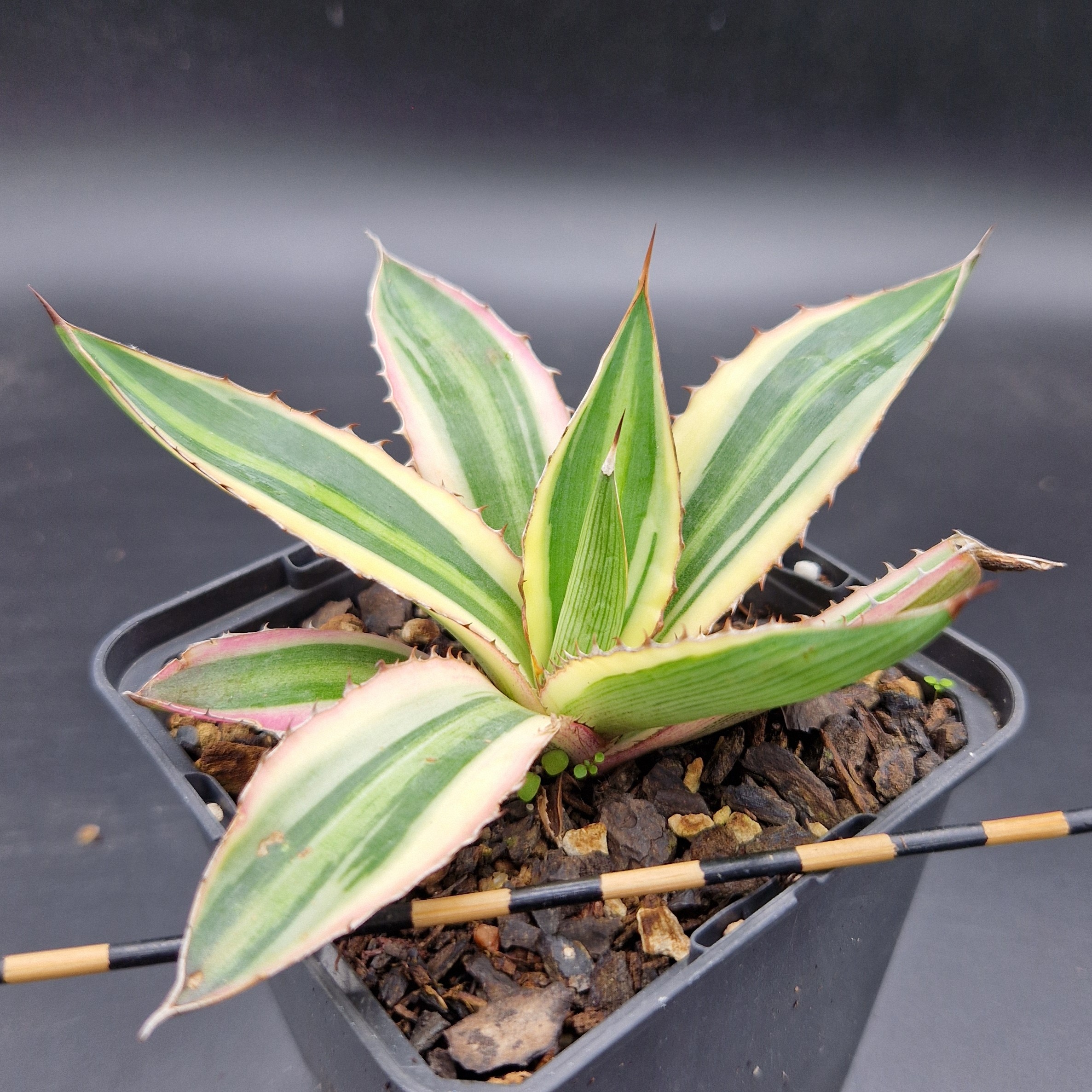 Agave lophanta ‘Quadricolor’ Agave lophanta ‘Quadricolor’
