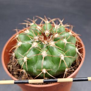 Discocactus placentiformis