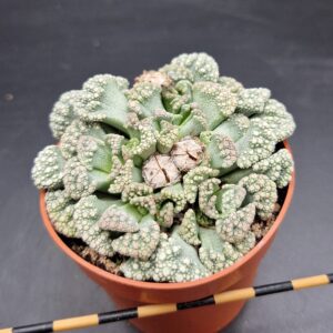 Titanopsis calcarea