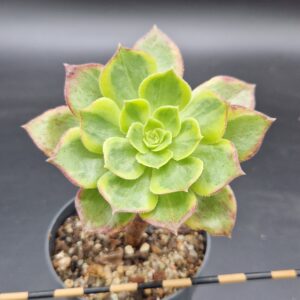 Aeonium ‘Halloween’ variegado
