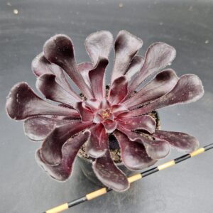 Aeonium arboreum ‘Zwartkop’