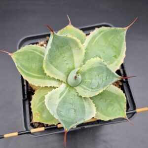 Agave potatorum variegado