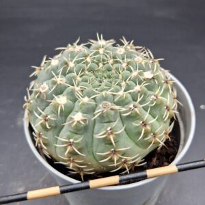 Gymnocalycium quehlianum