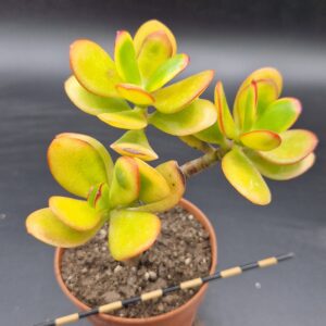 Crassula ‘Hummel’s Sunset’