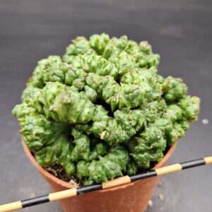 Euphorbia enopla cristata