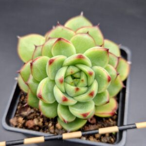 Echeveria ‘Moon Stone’ Korean