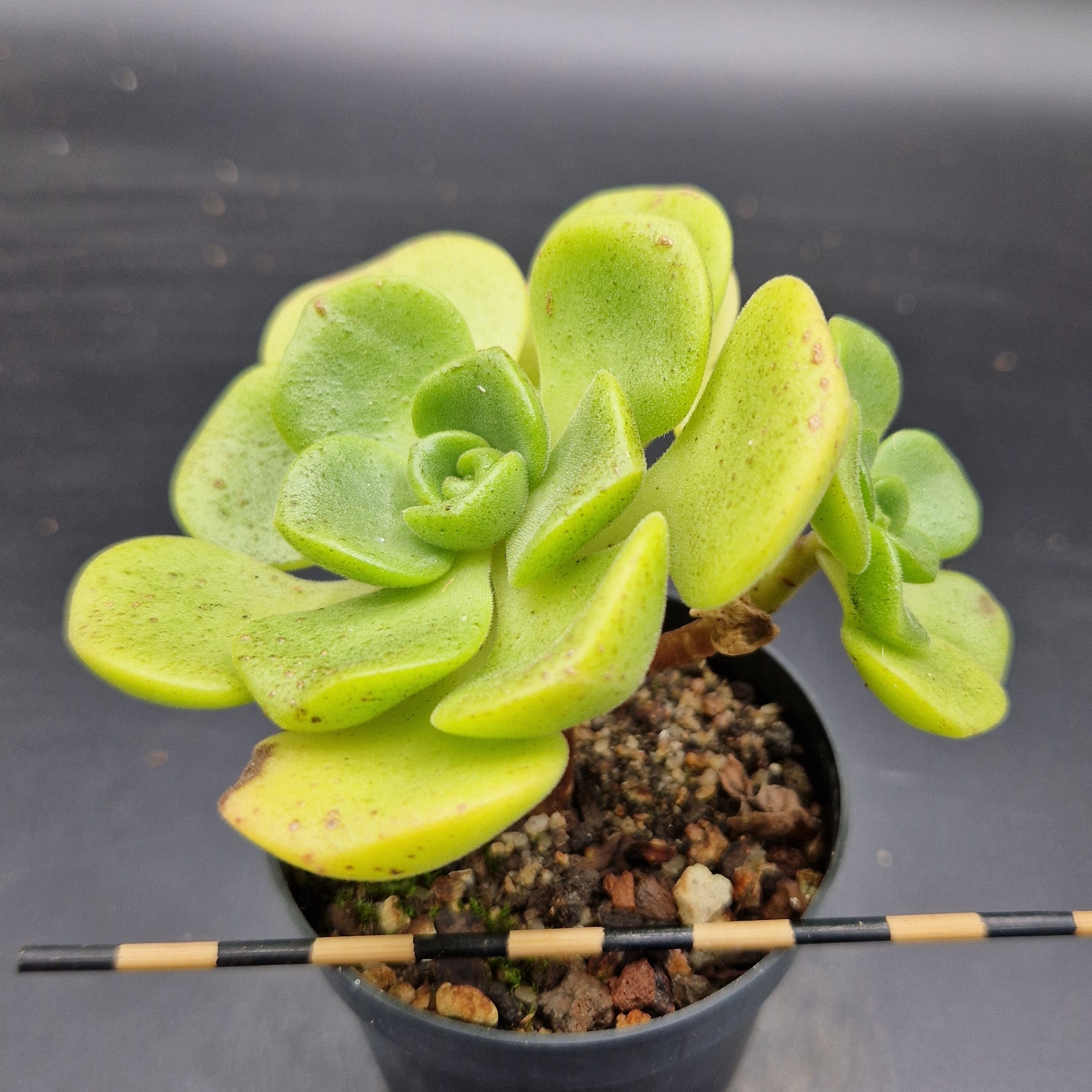Aeonium ‘Lily Pad’ Aeonium ‘Lily Pad’