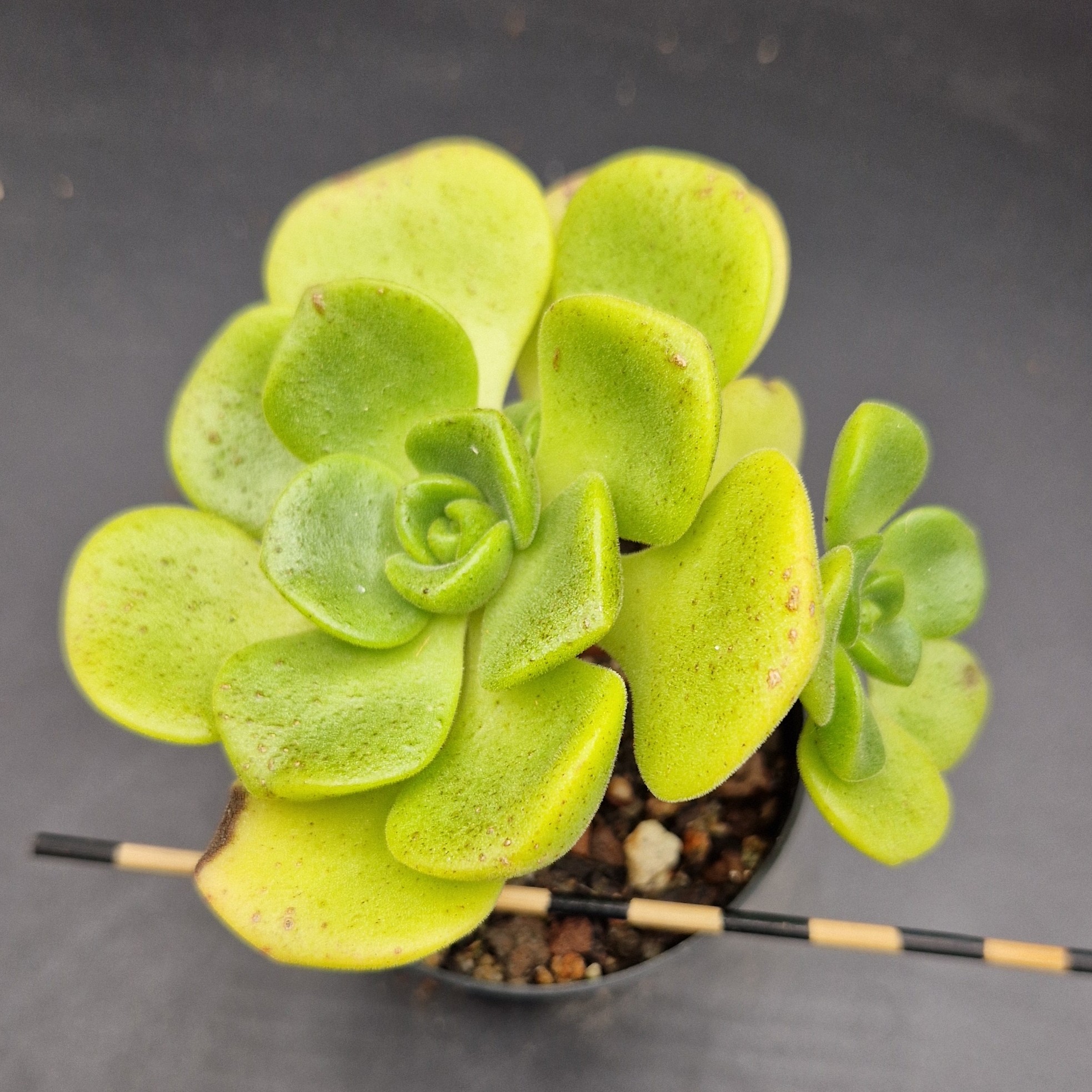 Aeonium ‘Lily Pad’ Aeonium ‘Lily Pad’