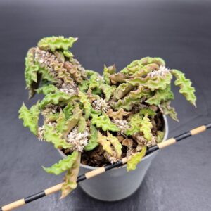 Euphorbia decaryi