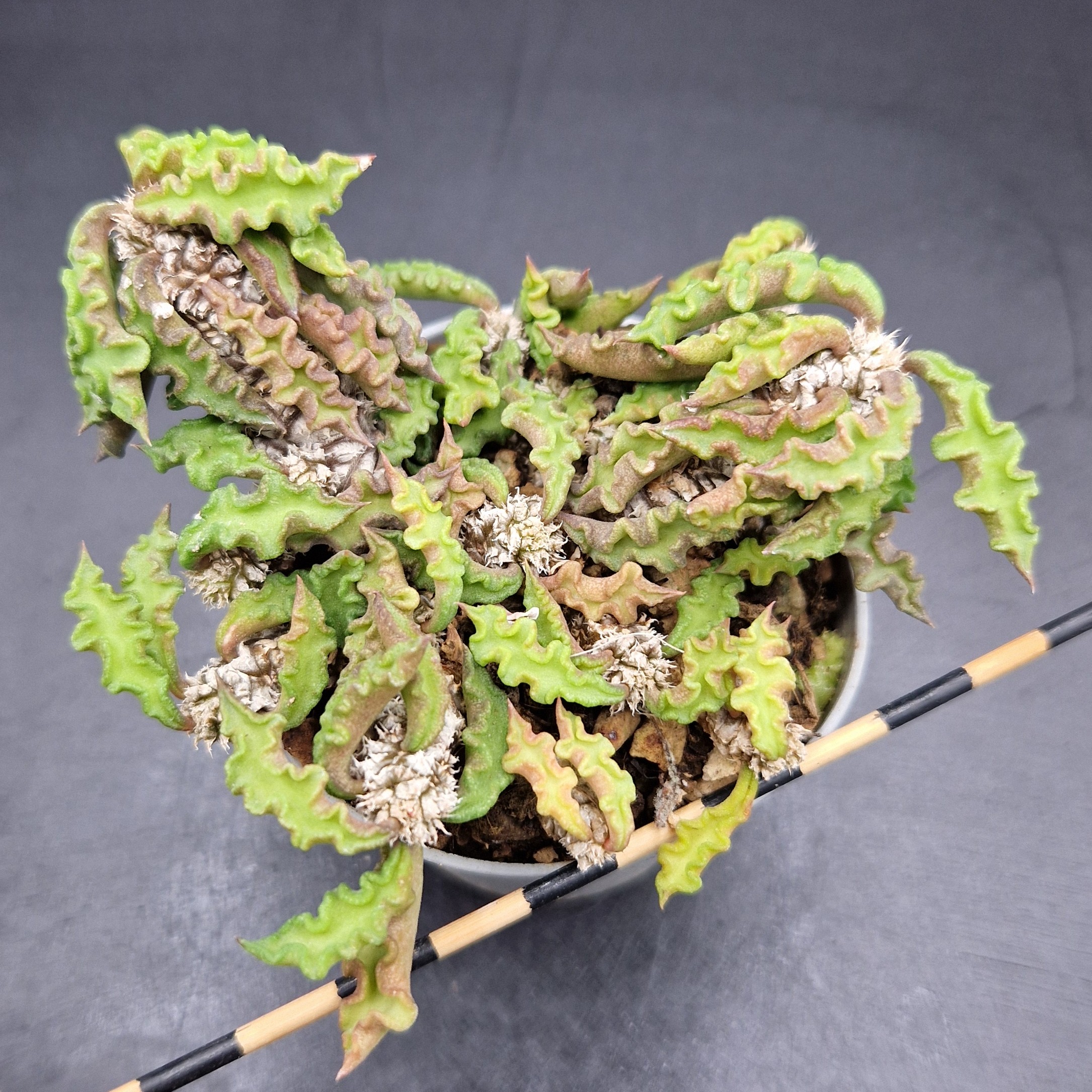 Euphorbia decaryi Euphorbia decaryi