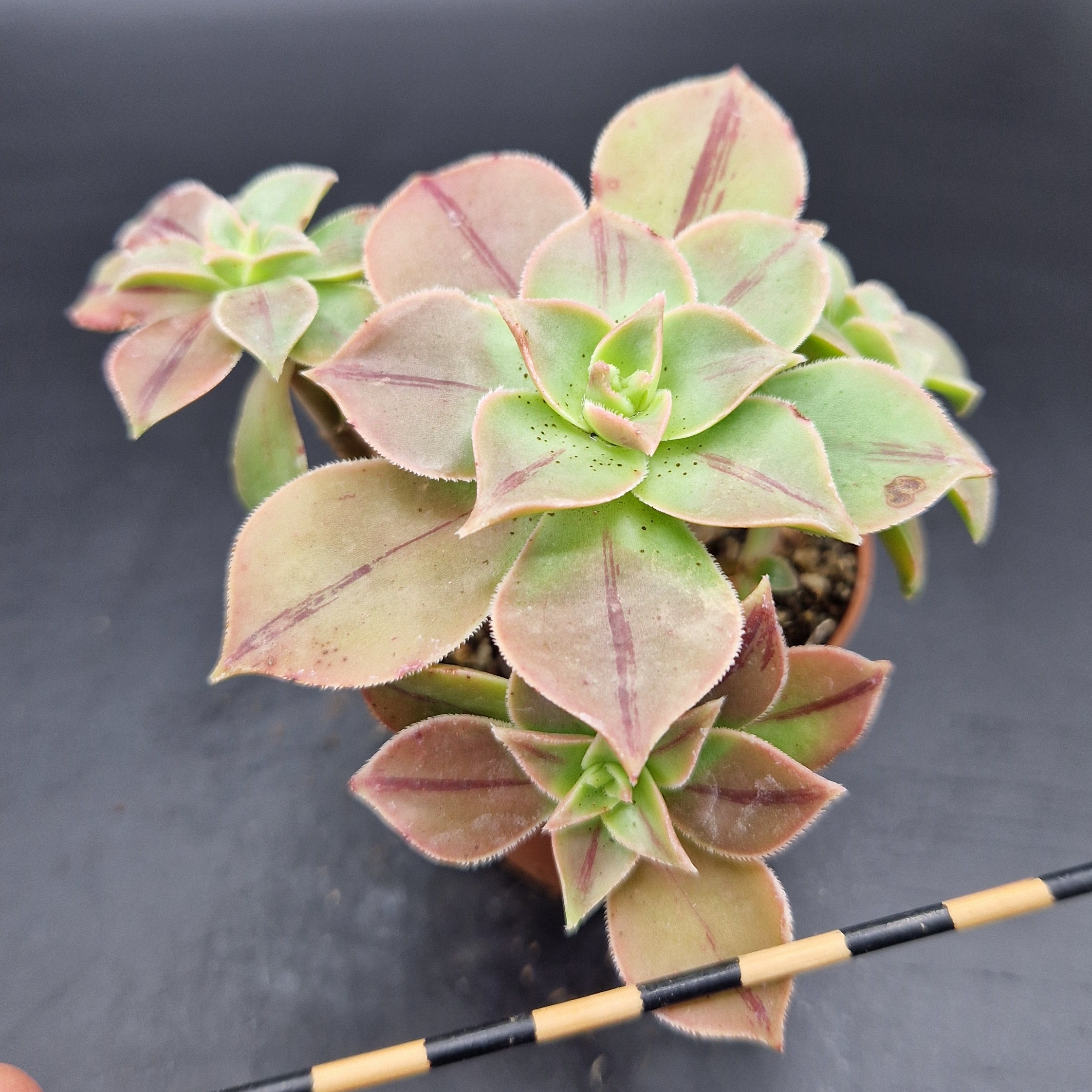 Aeonium leucoblephaurum Aeonium leucoblephaurum