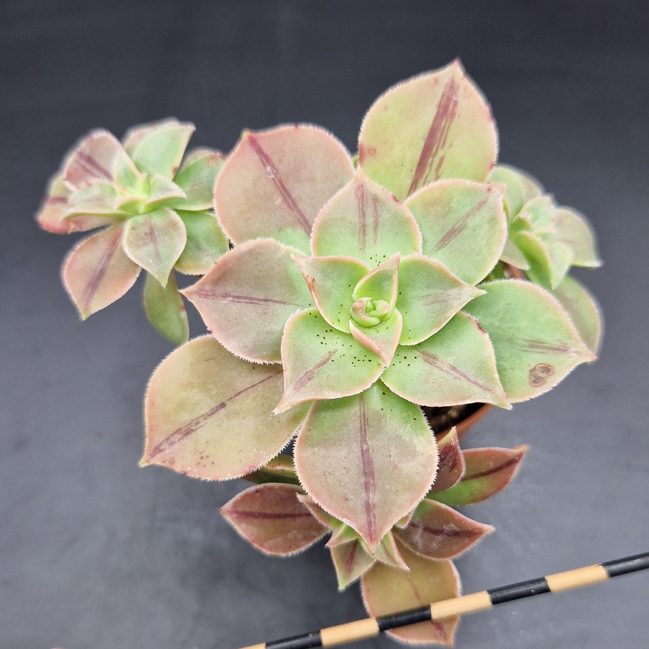 Aeonium leucoblephaurum Aeonium leucoblephaurum