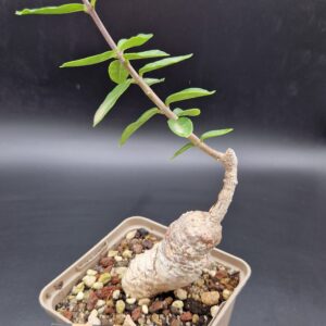 Fockea edulis