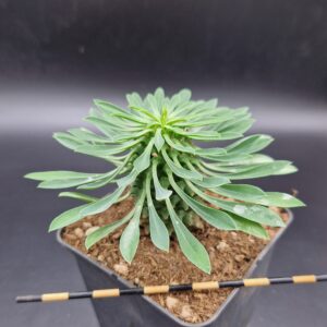 Euphorbia ‘Sotetsu-kirin’