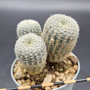 Frailea pygmaea var. gloriosa