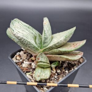 Gasteria ‘Aramatsu’