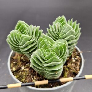 Crassula ‘Buddha’s Temple’