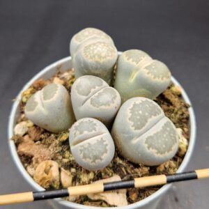 Lithops salicola