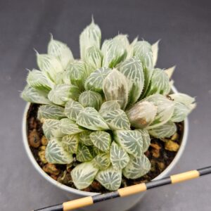 Haworthia cooperi ‘Silver Swirl’