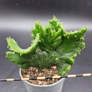 Euphorbia alluaudii subsp. oncoclada crestada