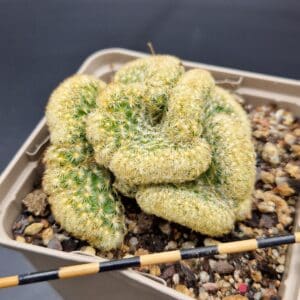 Mammillaria elongata cristata (cactus cerebro)