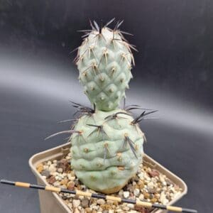 Tephrocactus geometricus ‘Diablo’