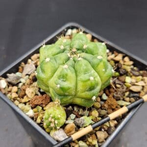 Gymnocalycium cv. Green Marble