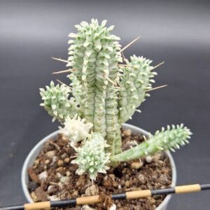 Euphorbia mammillaris variegata