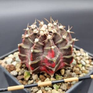 Gymnocalycium cv. Hell Boy
