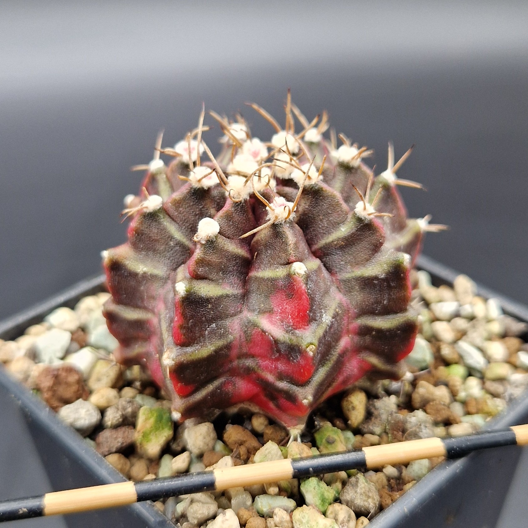 Gymnocalycium cv. Hell Boy Gymnocalycium cv. Hell Boy