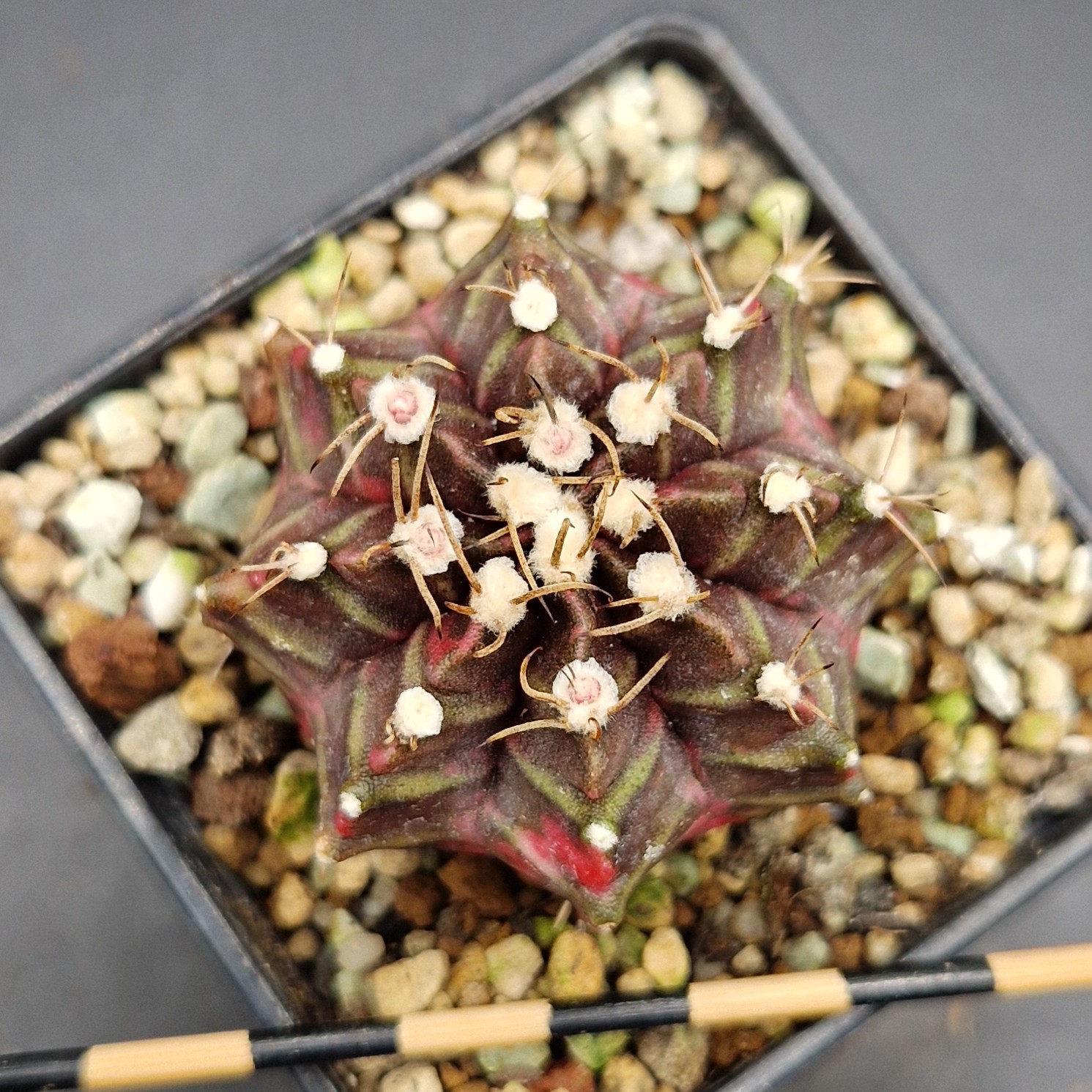 Gymnocalycium cv. Hell Boy Gymnocalycium cv. Hell Boy