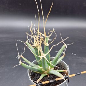 Leuchtenbergia principis