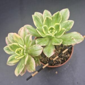 Aeonium ‘Green Tea’