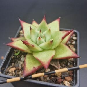 Echeveria agavoides ‘Ebony’